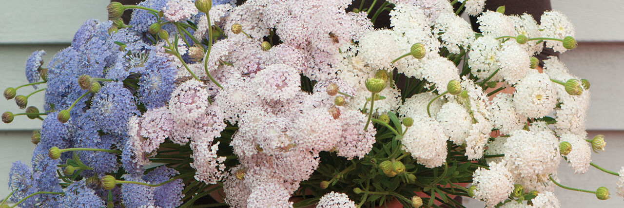 Didiscus blue lace flower on sale