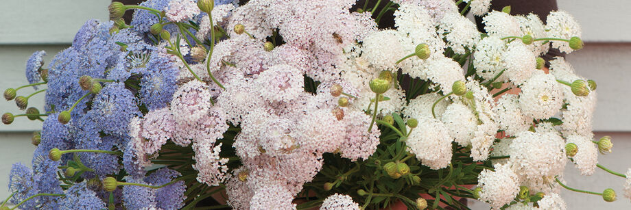 Person holding a bouquet made from flowers of each of our didiscus varieties. The colors are blue, pale purple, and white.