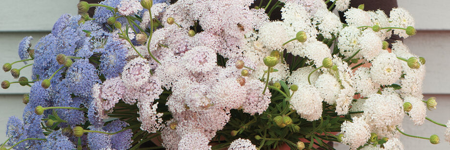 Person holding a bouquet made from flowers of each of our didiscus varieties. The colors are blue, pale purple, and white.