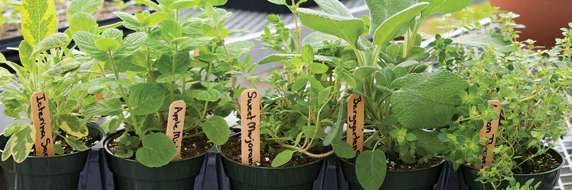 Organic Herb Seeds Johnny's Selected Seeds