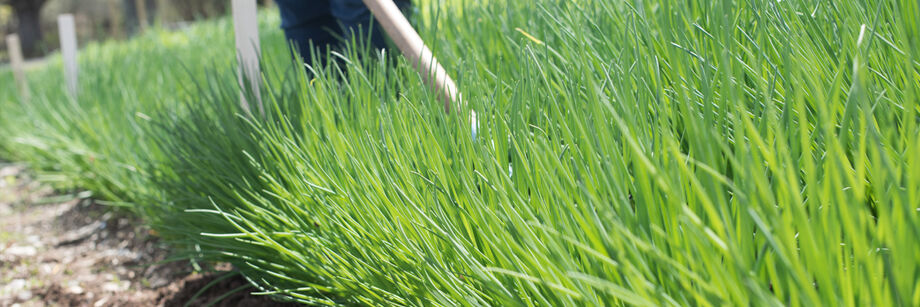 Chives growing in the field.