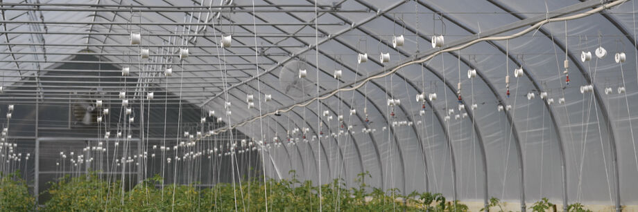 View of a high tunnel with tomatoes trellised using rollerhooks.