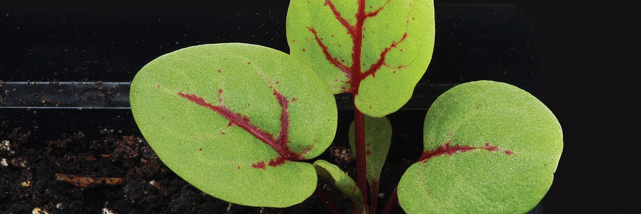 Close-up of a red-veined sorrel plant, one of the sorrel varieties offered by Johnny's.