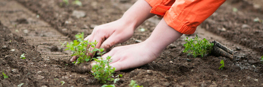 Person setting a transplant (seedling) into the ground.