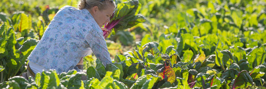 Woman harvesting Swiss chard.