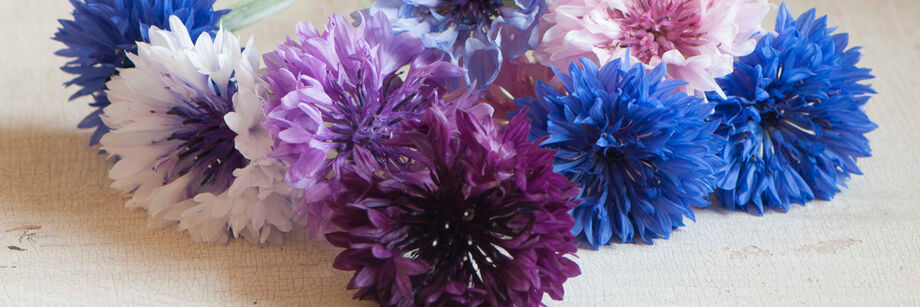 Bright blue, purple, and white flowers grown from our bachelor's button seeds.