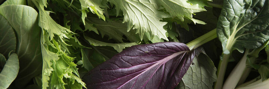 Close-up shot of leafy baby greens.