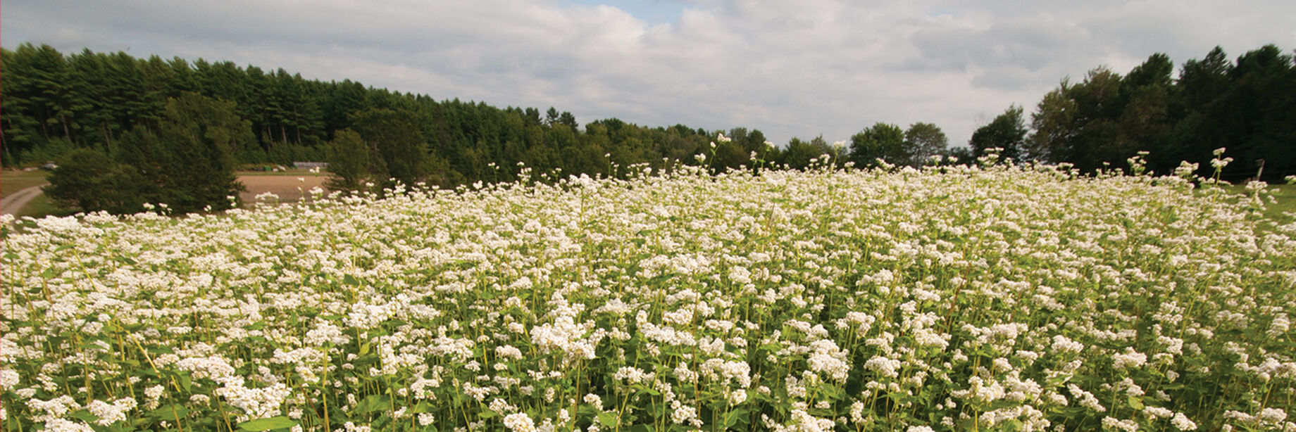 Buckwheat Seed Cover Crops Johnny's Selected Seeds