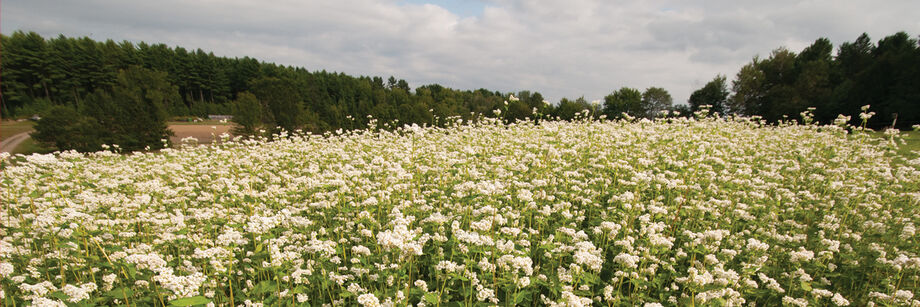 A cover crop of buckwheat in flower.