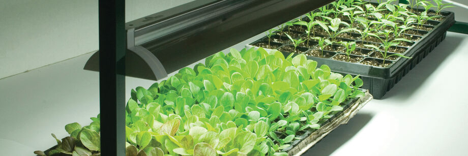 Seedlings growing indoors under a grow light.