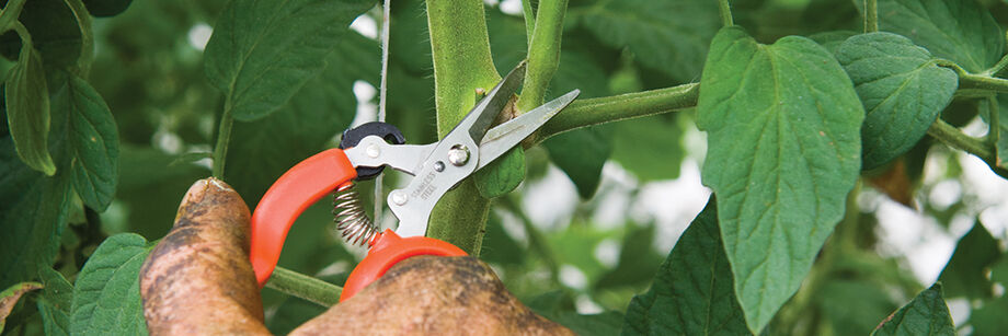 Person using one of our shears to prune tomatoes.