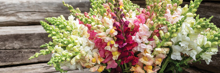 Bouquet of cool season snapdragon blooms.