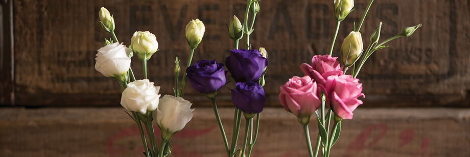 Three small bouquets of Doublini Series lisianthus: white, blue, and rose.