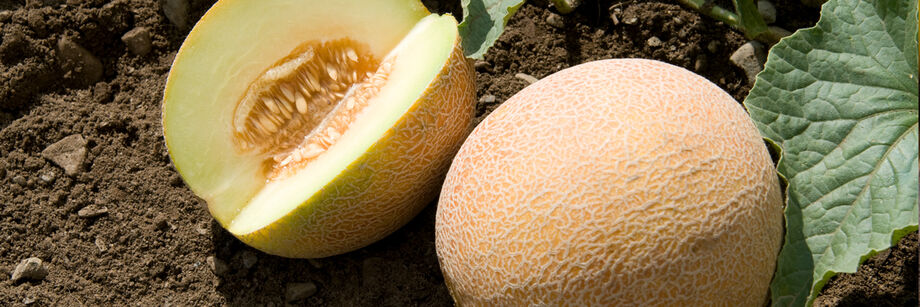 Two Ananas melons, one shown whole and one cut open to show the yellow flesh.