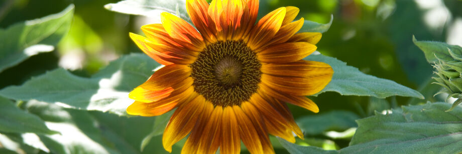 One of our dwarf sunflower varieties growing in the field. The flower color is orange with tints of yellow.