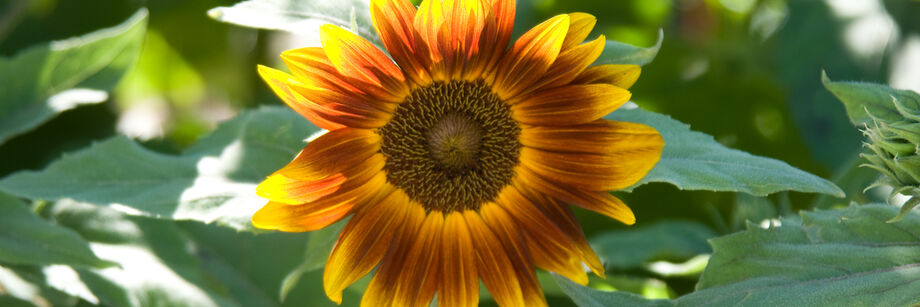 One of our dwarf sunflower varieties growing in the field. The flower color is orange with tints of yellow.
