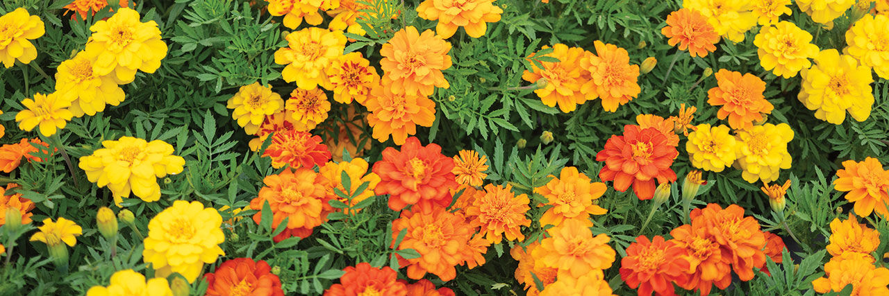 French Marigold Seeds | Johnny's Selected Seeds