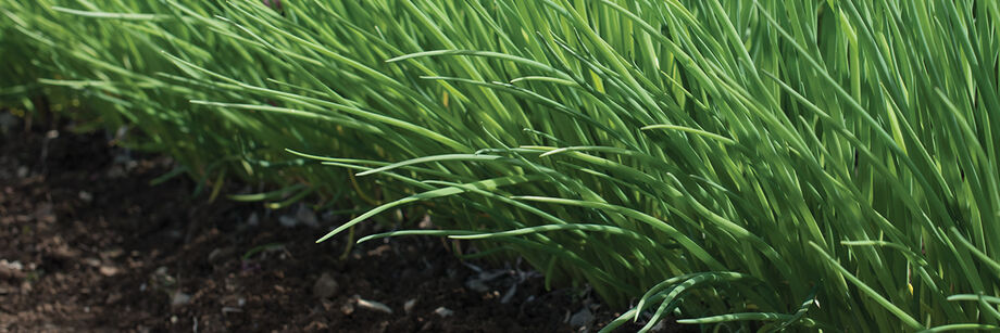 Chives growing in the field.