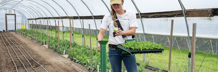 Woman using a stand-up hand transplanter and a transplant caddy to plant seedlings.