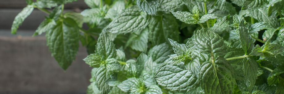 Large bunch of mint leaves grown from our common mint seeds.