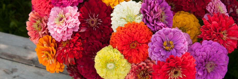 Colorful bouquet of Benary's Giant zinnia flowers. The colors are orange, pink, burgundy, green, white, and lavender.