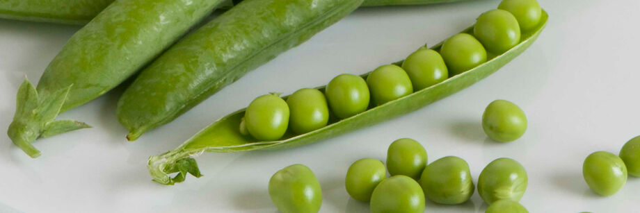 Pods of one of our shelling pea varieties shown whole and partially shelled.