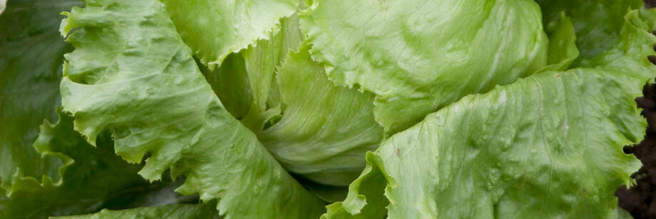 The green leaves of one of our iceberg lettuce varieties.