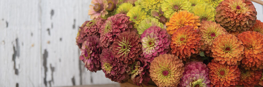 A large bouquet of Queeny Series zinnias. The colors are antique rose, lime, and orange.