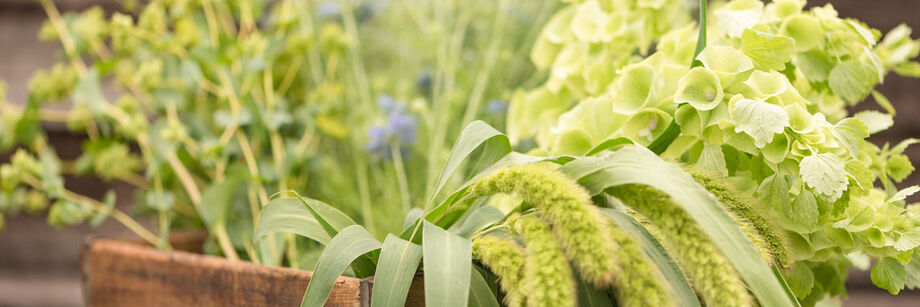 A wood box filled with green flower fillers, including grasses and bells of Ireland.