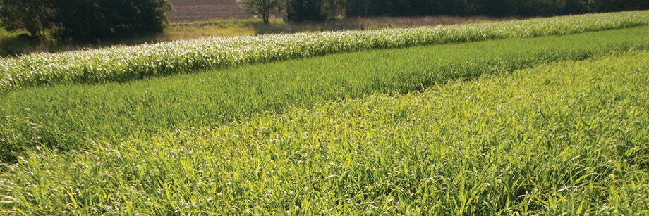 Three strips of different cover crops in the field with one of our grass cover crop varieties in the foreground.