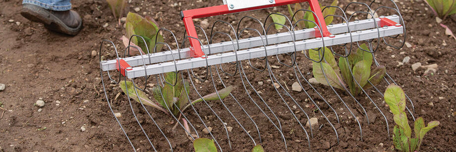 Tine weeder being used to cultivate around lettuce plants.