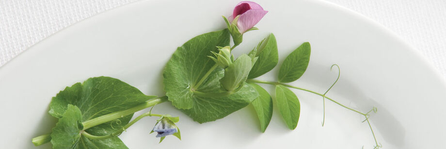 Delicate pea tendrils and leaves on a white plate.