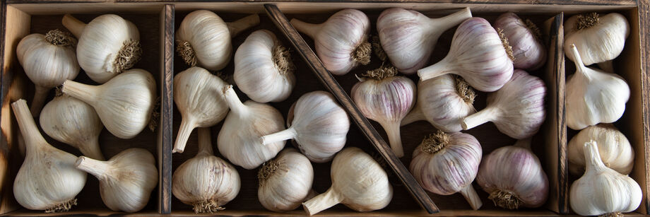Wooden boxes filled with seed garlic.