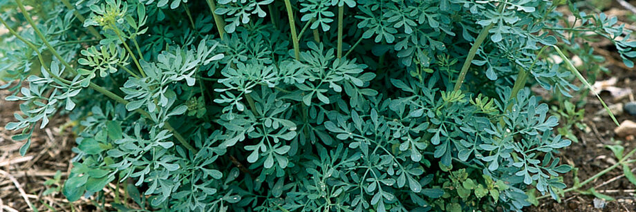 Blue-green rue foliage shown growing in the field.