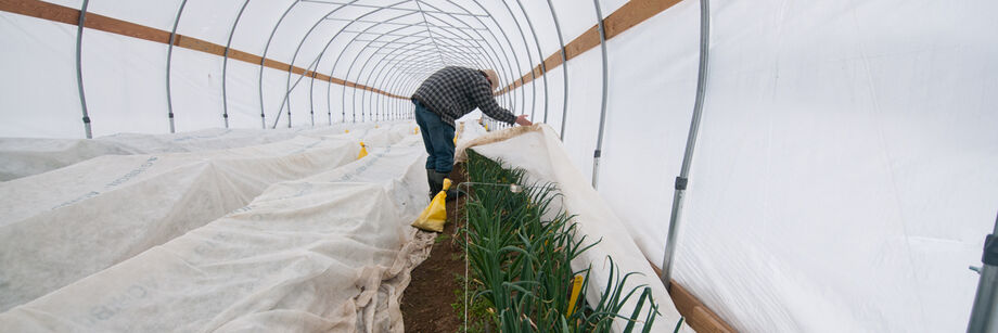 High tunnel crops covered by a secondary layer of row covers. A man is pulling row cover off one row of crops.