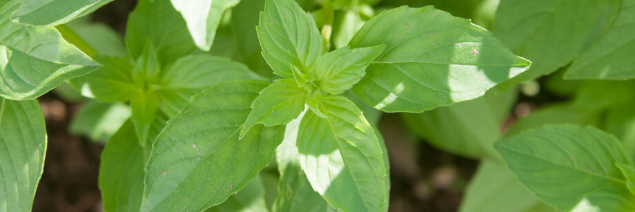 Close up of green citrus basil leaves.