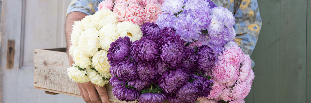 花syou aster_bn.jpg?sw=920