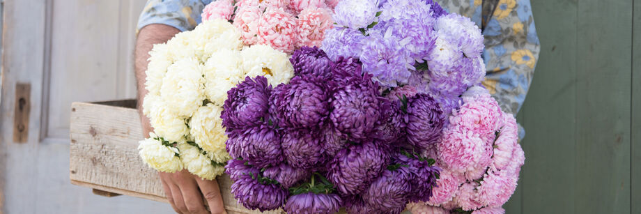 Person holding a large bouquet of white, pink, purple, and pastel blue flowers, grown from Johnny's China aster seeds.