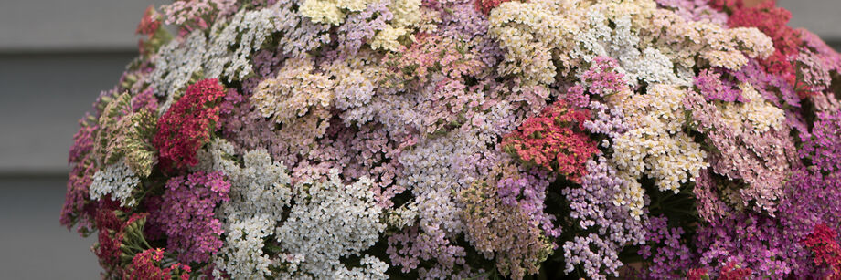A large bouquet of pastel colored, flat-topped yarrow flowers.