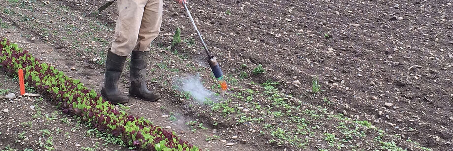 Person using a flame weeder to kill small weeds.