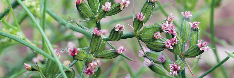 A cumin plant in flower, showing small pink flowers.
