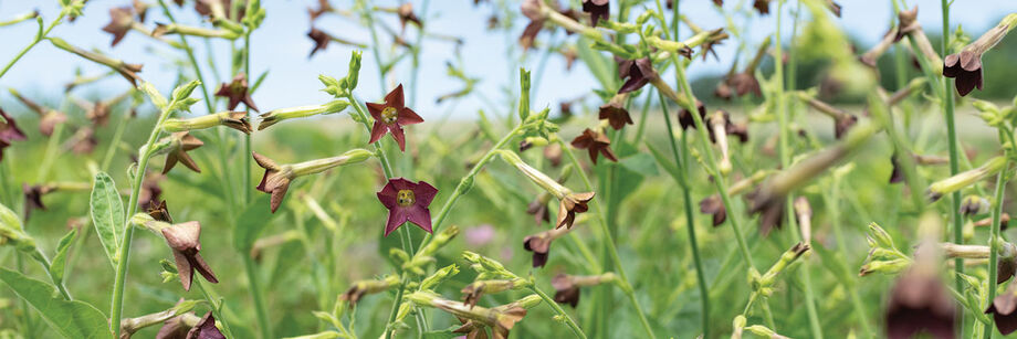 The pretty purple flowers of Nicotiana (flowering tobacco), shown growing in the field.