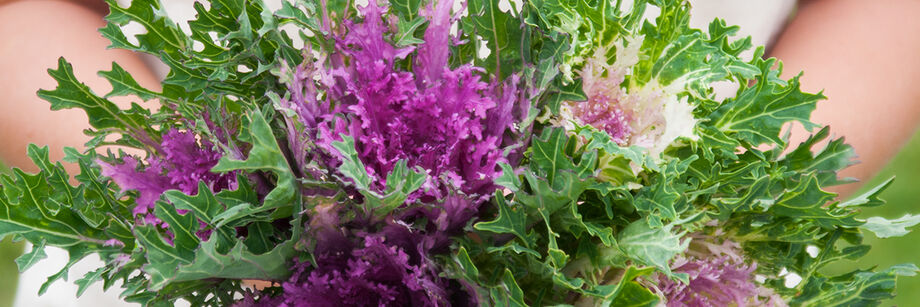 Close up of ornamental kale, one of the varieties we recommend planting in summer for a fall harvest.