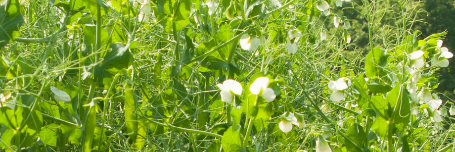 Cover crop of field peas grown from our organic seeds.