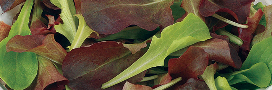 Close-up shot of green and red baby leaf lettuce leaves.