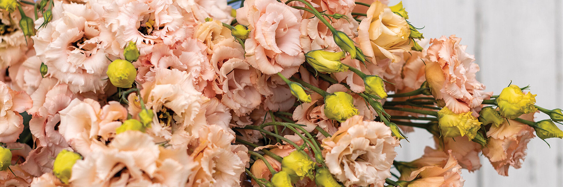 Voyage 2 Series Lisianthus Seeds Johnny's Selected Seeds