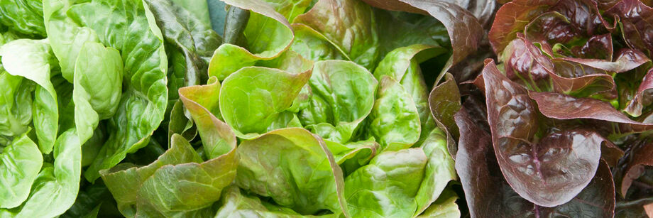 Close-up of green and red bibb lettuce varieties.