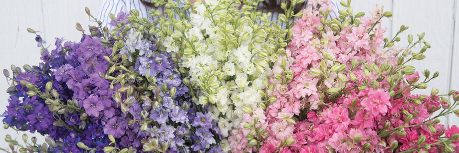 Person holding a bouquet of blue, purple, white, and pink larkspur flowers, grown from varieties offered by Johnny's.