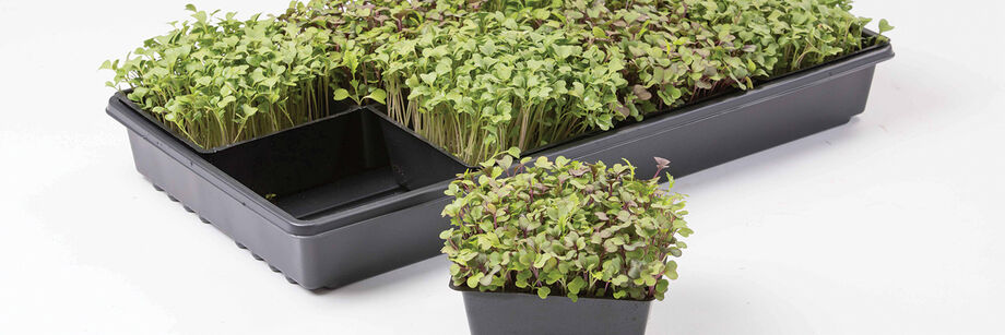 Microgreens growing in a tray with 5" square inserts separating different varieties.