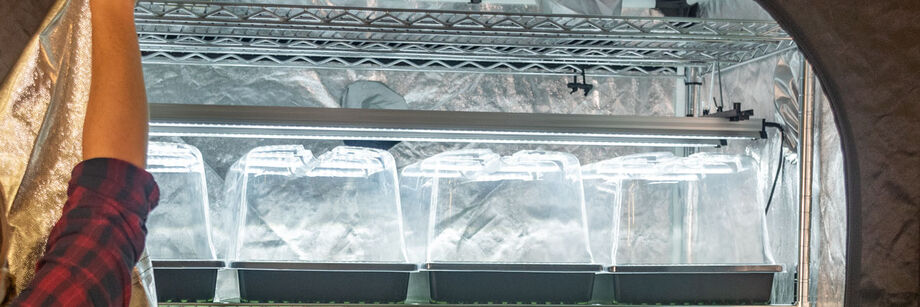 Several seedling trays shown inside an indoor grow tent.